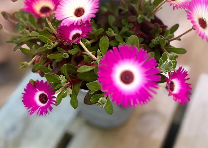 Daire Lofoten - Rostad Retro Rorbuer